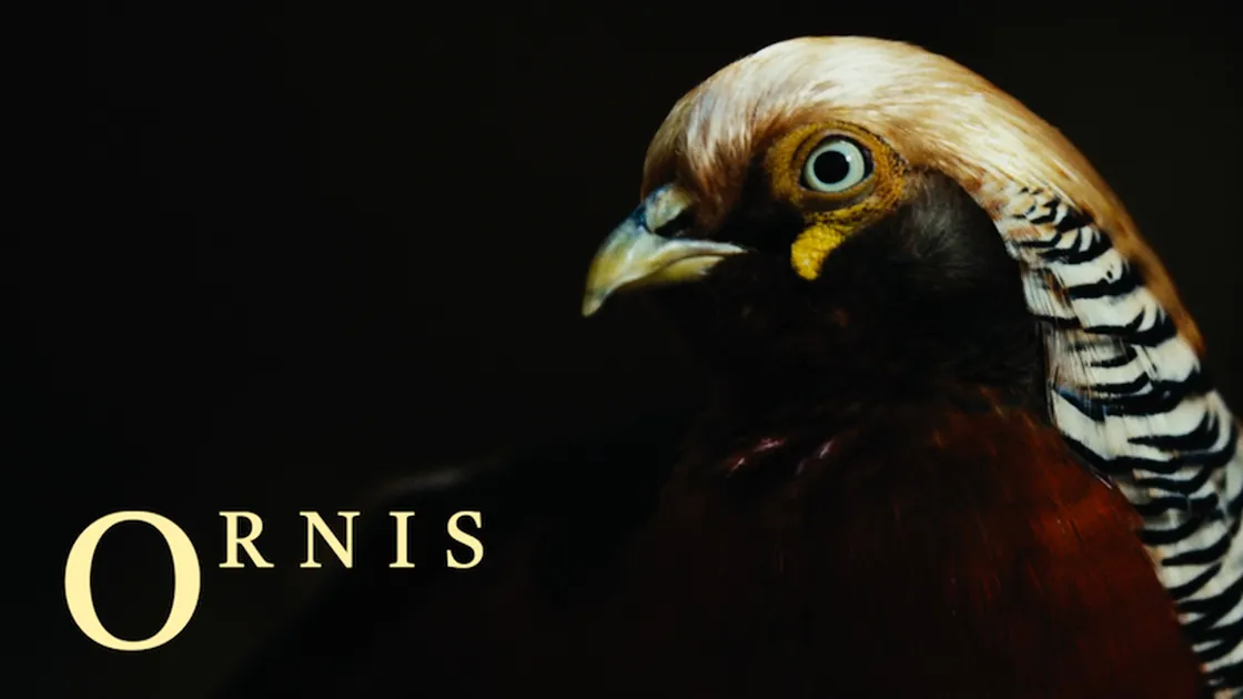 Ornis